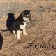 Australian Shepherd Puppies for sale in Cochise, Arizona. price: $100