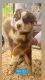 Australian Shepherd Puppies for sale in Norco, CA 92860, USA. price: $1,000