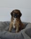 Australian Shepherd Puppies for sale in Elk River, Minnesota. price: $650