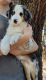 Australian Shepherd Puppies for sale in Ocala, FL, USA. price: $900
