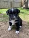 Australian Shepherd Puppies for sale in Austin, Texas. price: $700