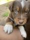 Australian Shepherd Puppies for sale in Austin, Texas. price: $700