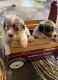 Australian Shepherd Puppies for sale in Chicago, Illinois. price: $400