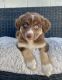 Australian Shepherd Puppies for sale in Los Angeles, California. price: $2,000