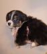 Australian Shepherd Puppies for sale in Wabash, Indiana. price: $400