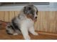 Australian Shepherd Puppies for sale in Santa Maria, CA, USA. price: NA