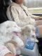 Australian Shepherd Puppies for sale in Columbus, Ohio. price: $450