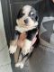 Australian Shepherd Puppies for sale in Holiday, FL, USA. price: $650