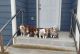 Australian Shepherd Puppies for sale in Ocean Shores, Washington. price: NA