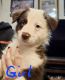 Australian Shepherd Puppies for sale in Fountain Inn, South Carolina. price: $700