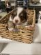 Australian Shepherd Puppies for sale in Visalia, CA, USA. price: $900