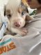 Australian Shepherd Puppies for sale in Visalia, California. price: $1,000