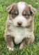 Australian Shepherd Puppies for sale in Moxee, Washington. price: $1,500