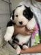 Australian Shepherd Puppies for sale in Visalia, CA, USA. price: $700