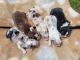 Australian Shepherd Puppies for sale in White Cloud, Michigan. price: $1,000