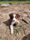 Australian Shepherd Puppies for sale in Smoot, West Virginia. price: $400