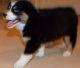 Australian Shepherd Puppies for sale in Central Village, Plainfield, CT 06354, USA. price: NA