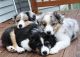 Australian Shepherd Puppies for sale in Carlsbad, CA, USA. price: NA