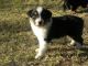 Australian Shepherd Puppies for sale in Acton, MA, USA. price: NA