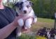 Australian Shepherd Puppies for sale in South Tamworth, Tamworth, NH 03883, USA. price: NA