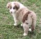 Australian Shepherd Puppies for sale in North Tazewell, Tazewell, VA 24651, USA. price: $500