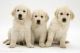 Australian Shepherd Puppies for sale in Bakersfield, CA, USA. price: $300