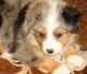 Australian Shepherd Puppies for sale in Davenport, IA, USA. price: NA