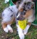 Australian Shepherd Puppies for sale in Antioch, CA, USA. price: NA