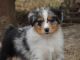 Australian Shepherd Puppies for sale in Oceanside, CA, USA. price: NA