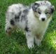 Australian Shepherd Puppies for sale in Menan, ID 83434, USA. price: NA