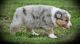 Australian Shepherd Puppies for sale in Anna, IL 62906, USA. price: NA