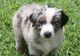 Australian Shepherd Puppies for sale in Bakersfield, CA, USA. price: $300