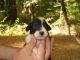 Australian Shepherd Puppies for sale in White Hall, AR 71602, USA. price: NA