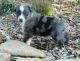 Australian Shepherd Puppies for sale in Portland, OR, USA. price: NA