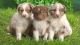 Australian Shepherd Puppies for sale in Cazenovia, NY 13035, USA. price: NA