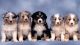 Australian Shepherd Puppies for sale in Rialto, CA, USA. price: NA