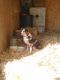 Australian Shepherd Puppies for sale in Corydon, IN 47112, USA. price: NA