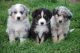 Australian Shepherd Puppies for sale in Anaheim, CA, USA. price: NA
