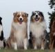 Australian Shepherd Puppies for sale in Pittsburgh, PA, USA. price: NA