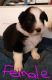 Australian Shepherd Puppies for sale in Mt Savage, MD 21545, USA. price: NA