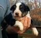 Australian Shepherd Puppies for sale in Marlton, Evesham Township, NJ, USA. price: NA