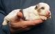 Australian Shepherd Puppies for sale in Marlton, Evesham Township, NJ, USA. price: NA