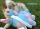 Australian Shepherd Puppies for sale in Augusta, GA, USA. price: NA