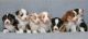 Australian Shepherd Puppies for sale in Montgomery, AL, USA. price: NA