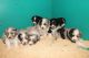 Australian Shepherd Puppies for sale in Duvall, WA 98019, USA. price: NA