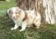 Australian Shepherd Puppies for sale in Akron, OH, USA. price: $500