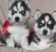 Australian Shepherd Puppies for sale in Arden Hills, MN, USA. price: NA