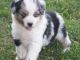 Australian Shepherd Puppies for sale in Beaver Creek, CO 81620, USA. price: NA