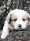 Australian Shepherd Puppies for sale in Charlotte, NC, USA. price: $450