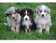 Australian Shepherd Puppies for sale in St Paul, MN, USA. price: NA